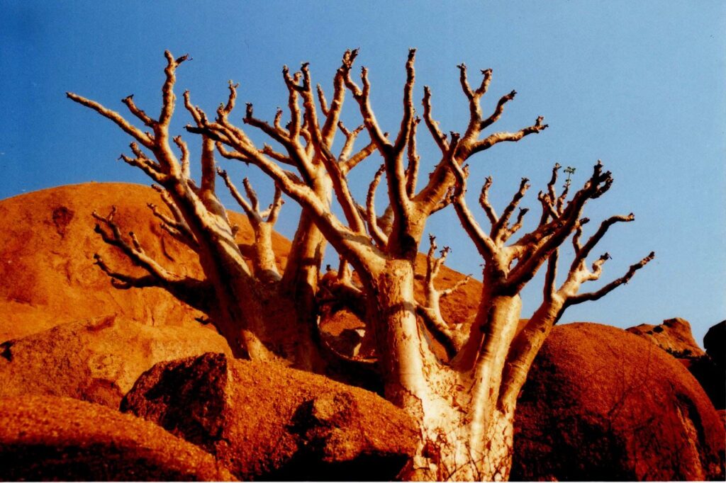 baobab